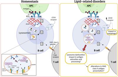 Alterations in Lysosome Homeostasis in Lipid-Related Disorders: Impact on Metabolic Tissues and Immune Cells